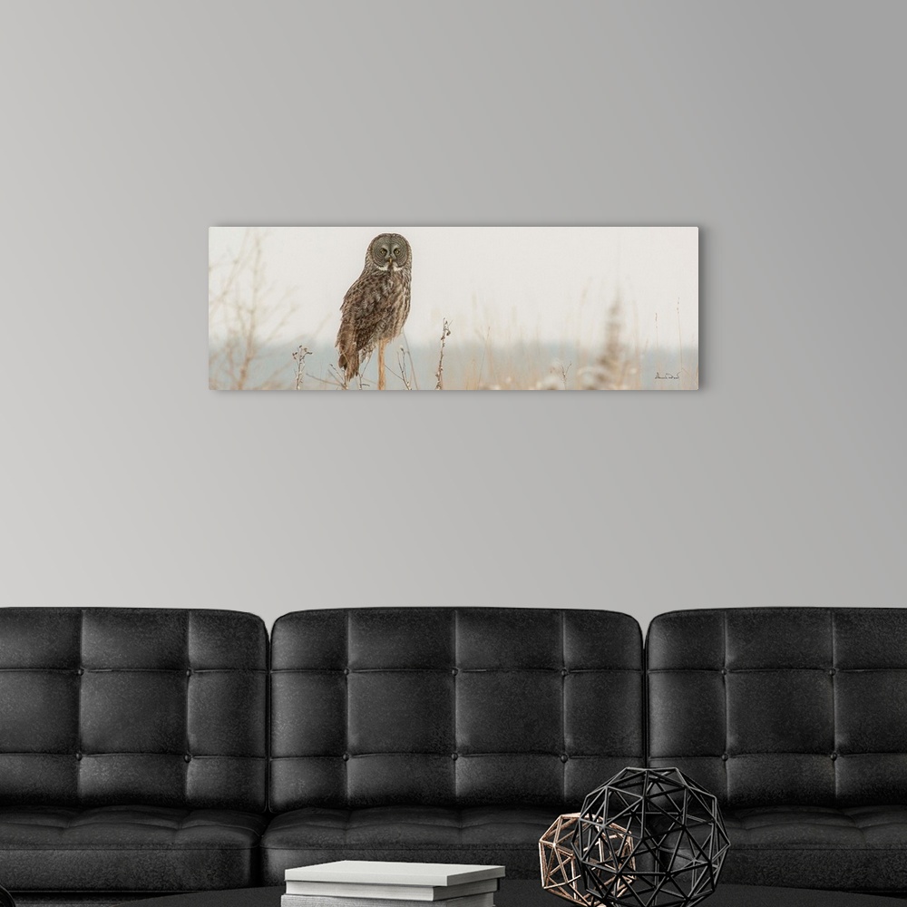 A modern room featuring Great Grey Owl (Strix nebulosa) hunting from its perch on a post in snow storm conditions near La...
