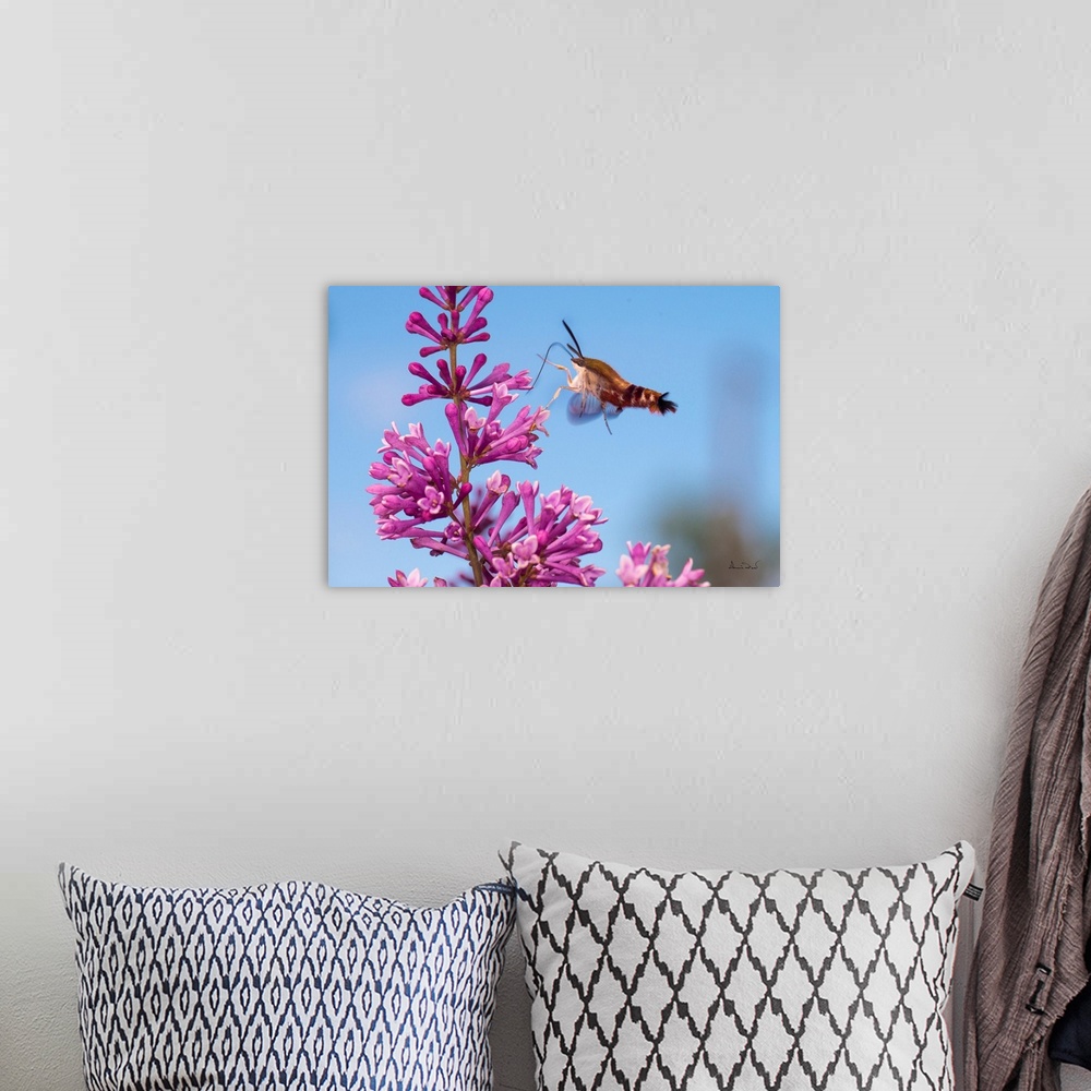 A bohemian room featuring Clearwing Moth (Hemaris thysbe) also called Hummingbird Moth feeding on pink lilac blossoms.