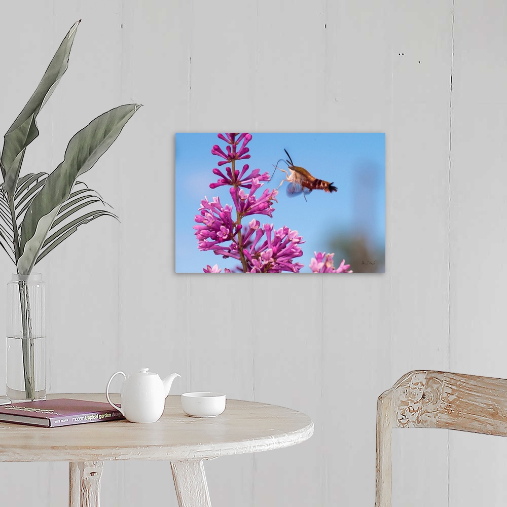 A farmhouse room featuring Clearwing Moth (Hemaris thysbe) also called Hummingbird Moth feeding on pink lilac blossoms.