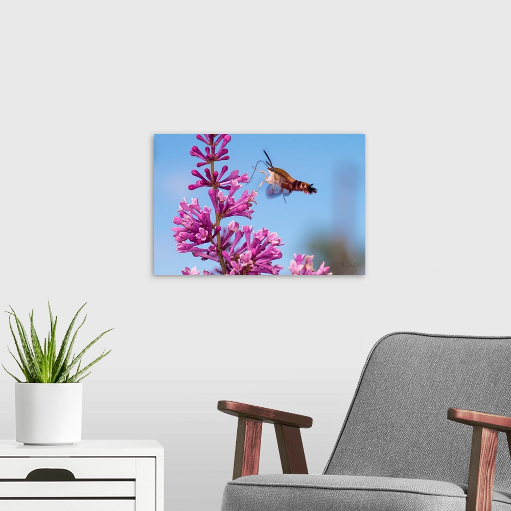A modern room featuring Clearwing Moth (Hemaris thysbe) also called Hummingbird Moth feeding on pink lilac blossoms.