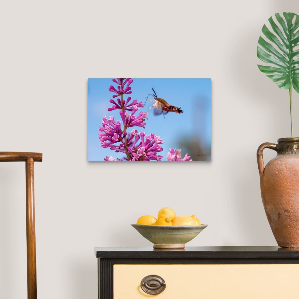 A traditional room featuring Clearwing Moth (Hemaris thysbe) also called Hummingbird Moth feeding on pink lilac blossoms.