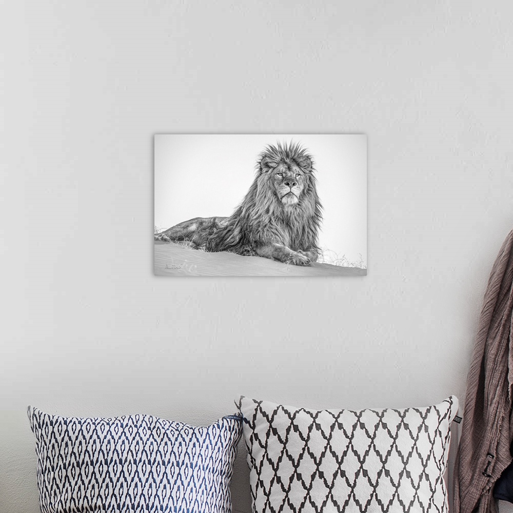 A bohemian room featuring King of the desert male barbary lion - extirpated in the wild.