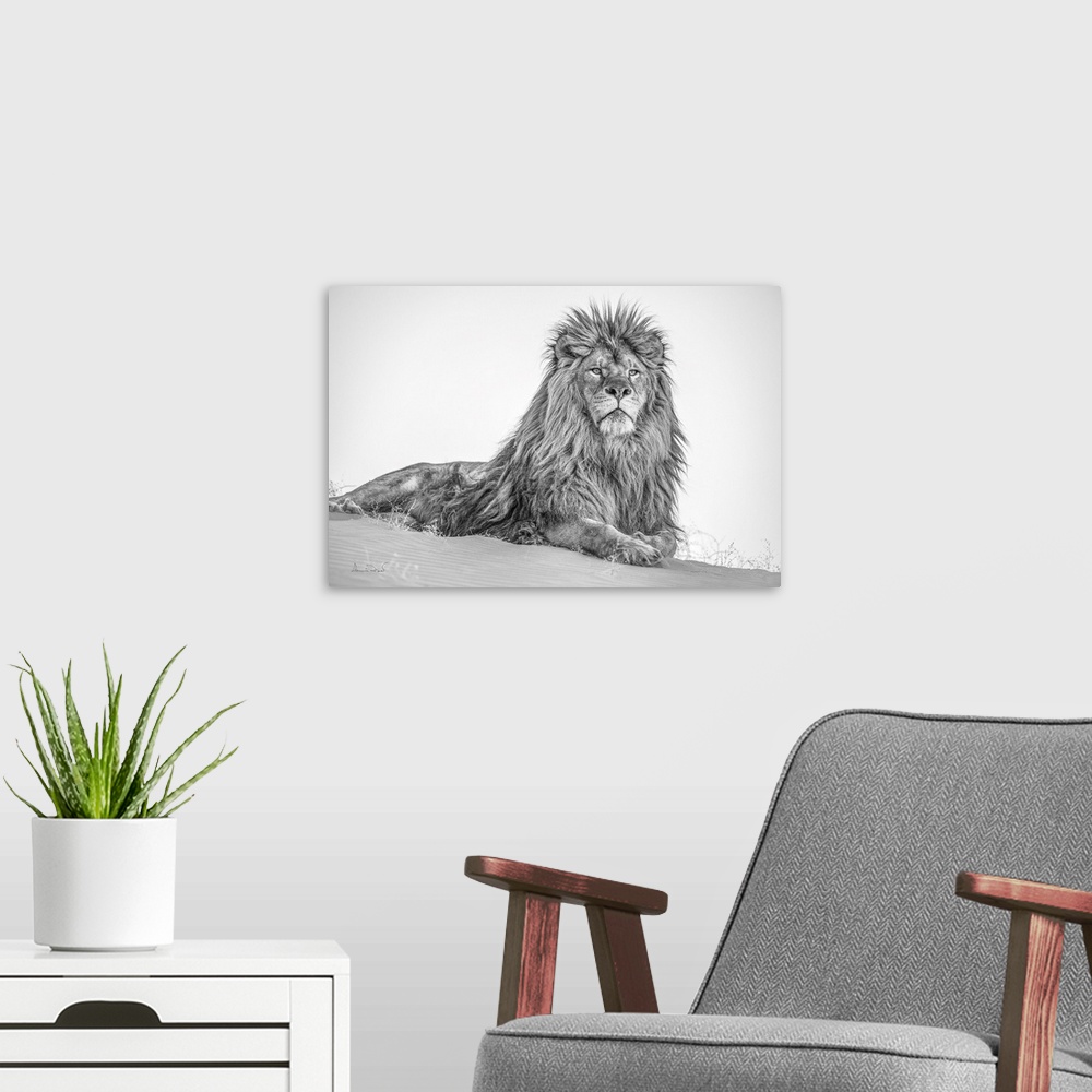 A modern room featuring King of the desert male barbary lion - extirpated in the wild.