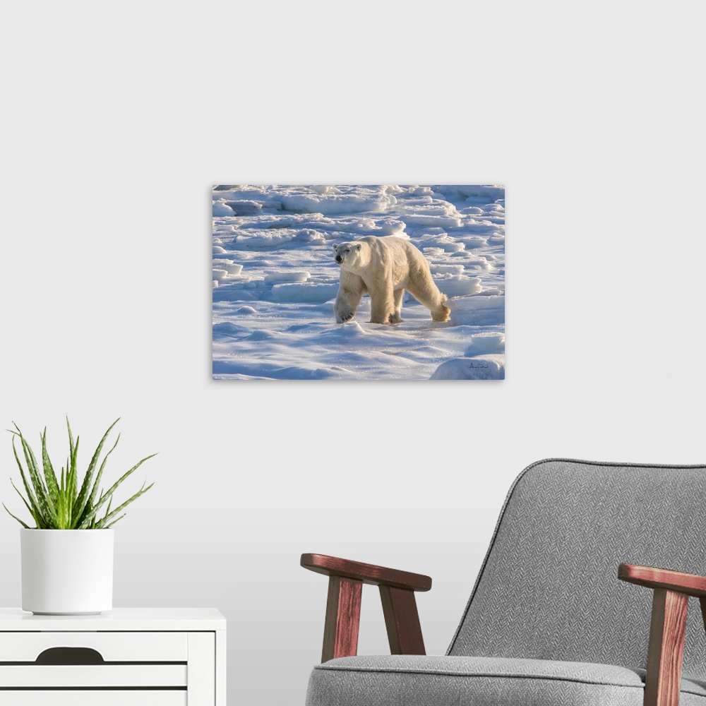 A modern room featuring Mature polar bear (Ursus maritimus) near the  Hudson Bay Coast, Manitoba, Canada, approaching in ...