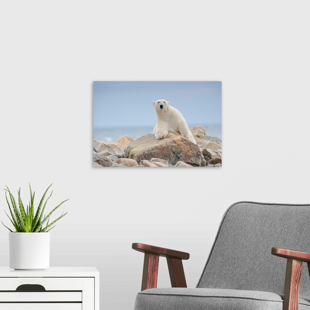 A modern room featuring A large male polar bear near a seal kill eyes the photographer warily on the Hudson Bay coast, Ma...