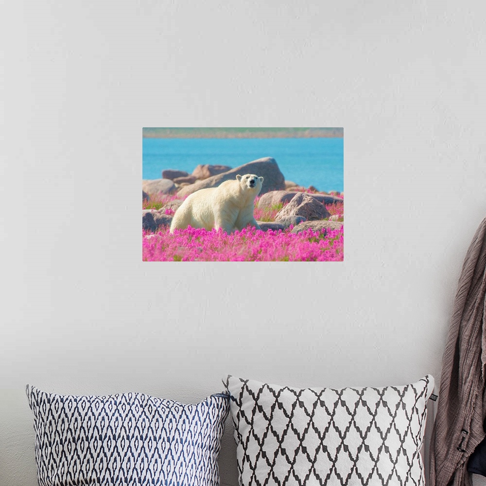A bohemian room featuring Massive male polar bear (Ursa maritimus) in pink fireweed (Epilobium angustifolium) on an island ...