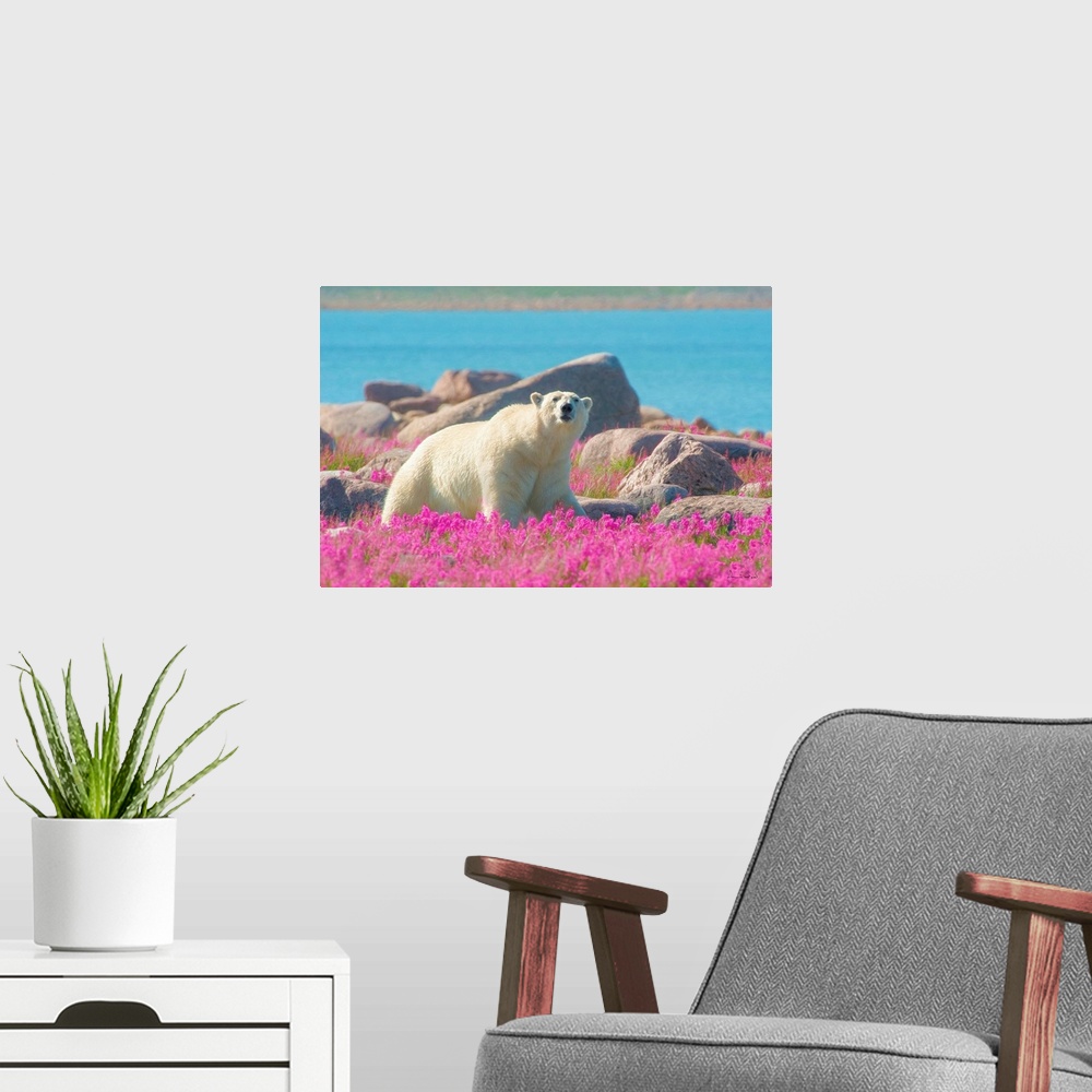 A modern room featuring Massive male polar bear (Ursa maritimus) in pink fireweed (Epilobium angustifolium) on an island ...