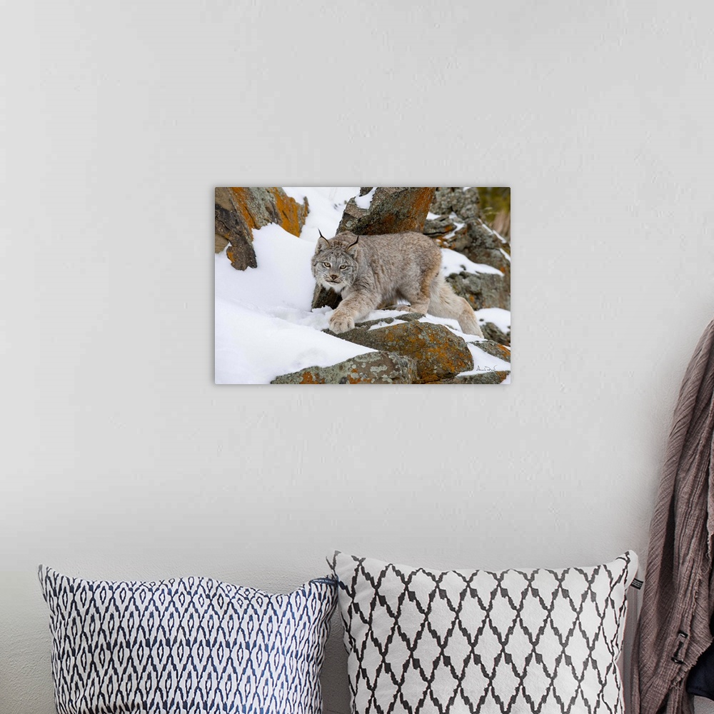 A bohemian room featuring Captive Canada lynx (Lynx canadensis) posing in the snow, Bozeman, Montana, USA.