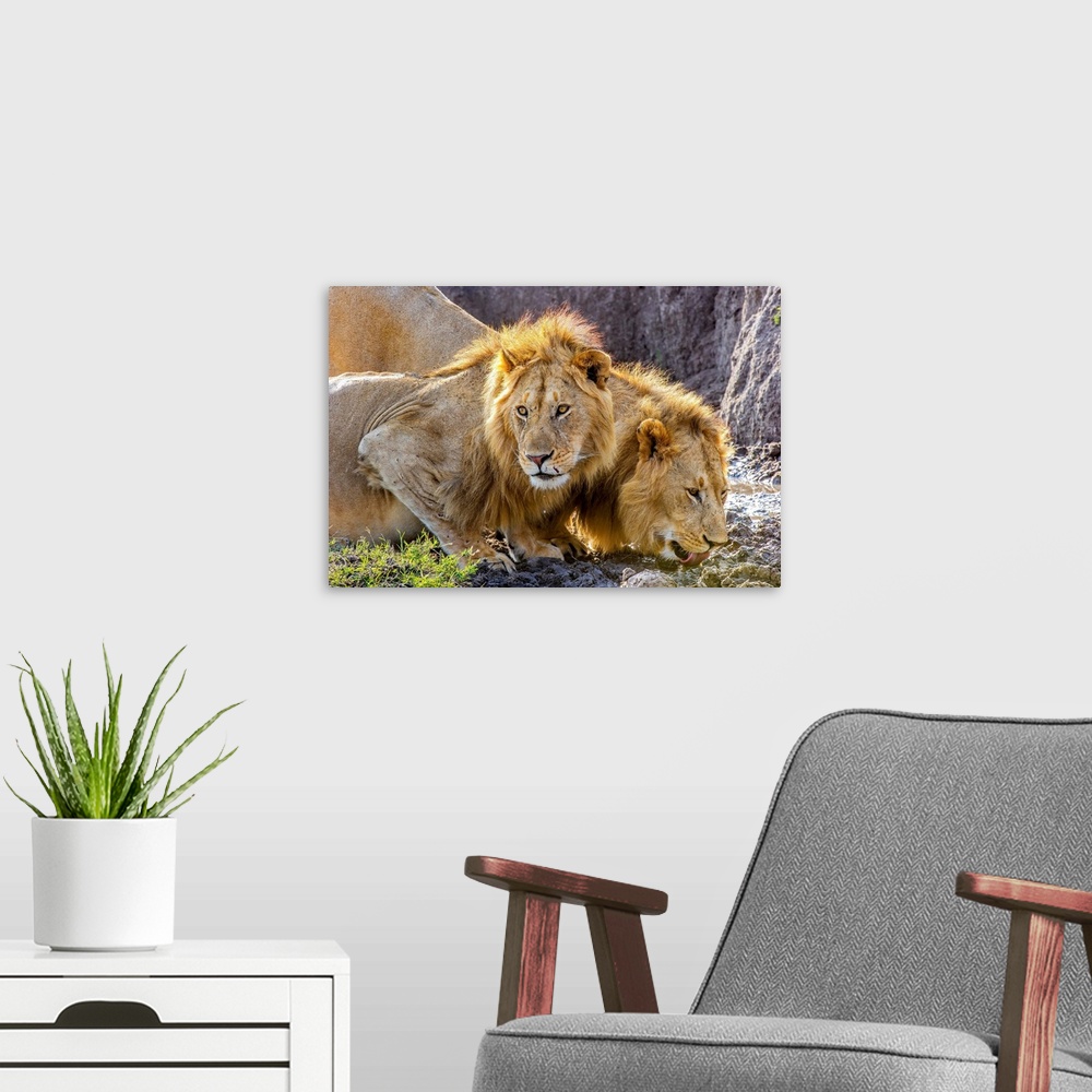 A modern room featuring Two male African Lions (Panthera leo) in the Masai Mara, Kenya, quenching their thirst after feed...