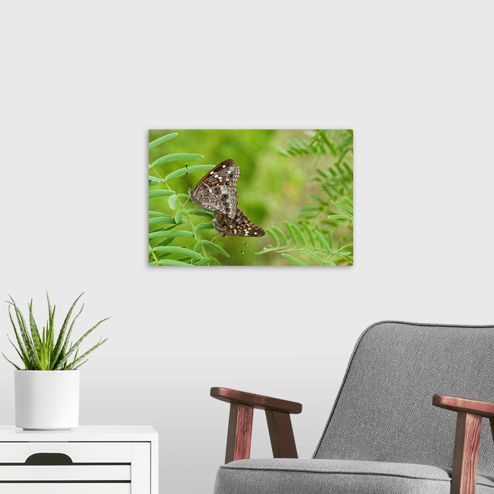 A modern room featuring Mating HACKBERRY EMPEROR (Asterocampa celtis) butterflies in Southern Texas, USA.