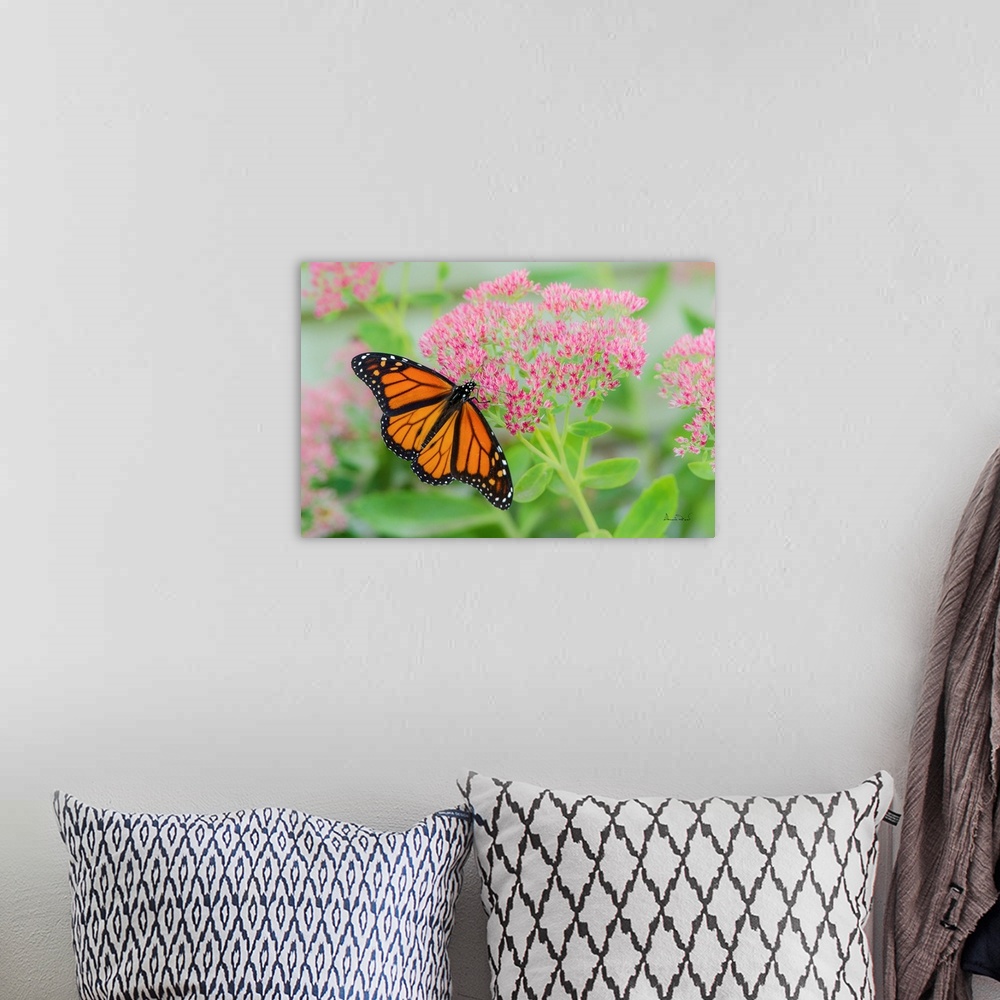 A bohemian room featuring Monarch Butterfly (Danaus plexippus) newly emerged from its crysalis feeding on pink sedum flowers.