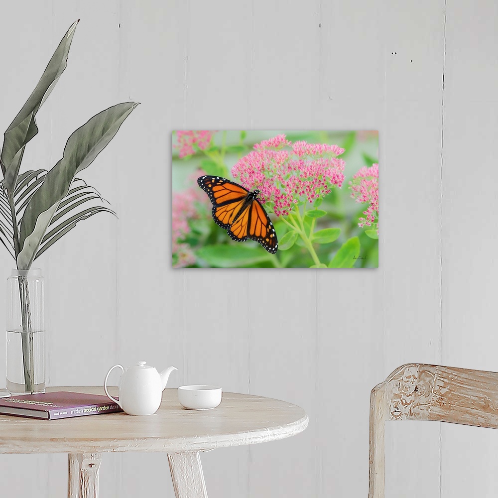 A farmhouse room featuring Monarch Butterfly (Danaus plexippus) newly emerged from its crysalis feeding on pink sedum flowers.