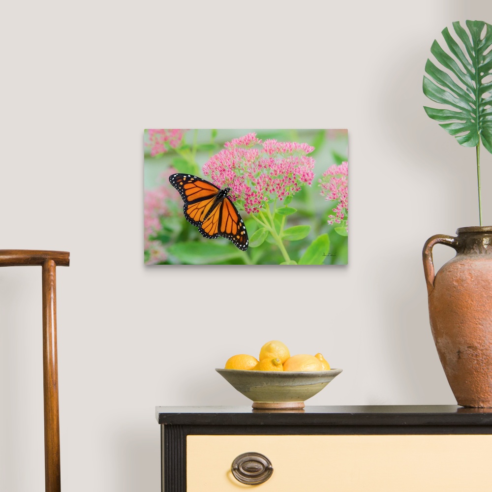 A traditional room featuring Monarch Butterfly (Danaus plexippus) newly emerged from its crysalis feeding on pink sedum flowers.