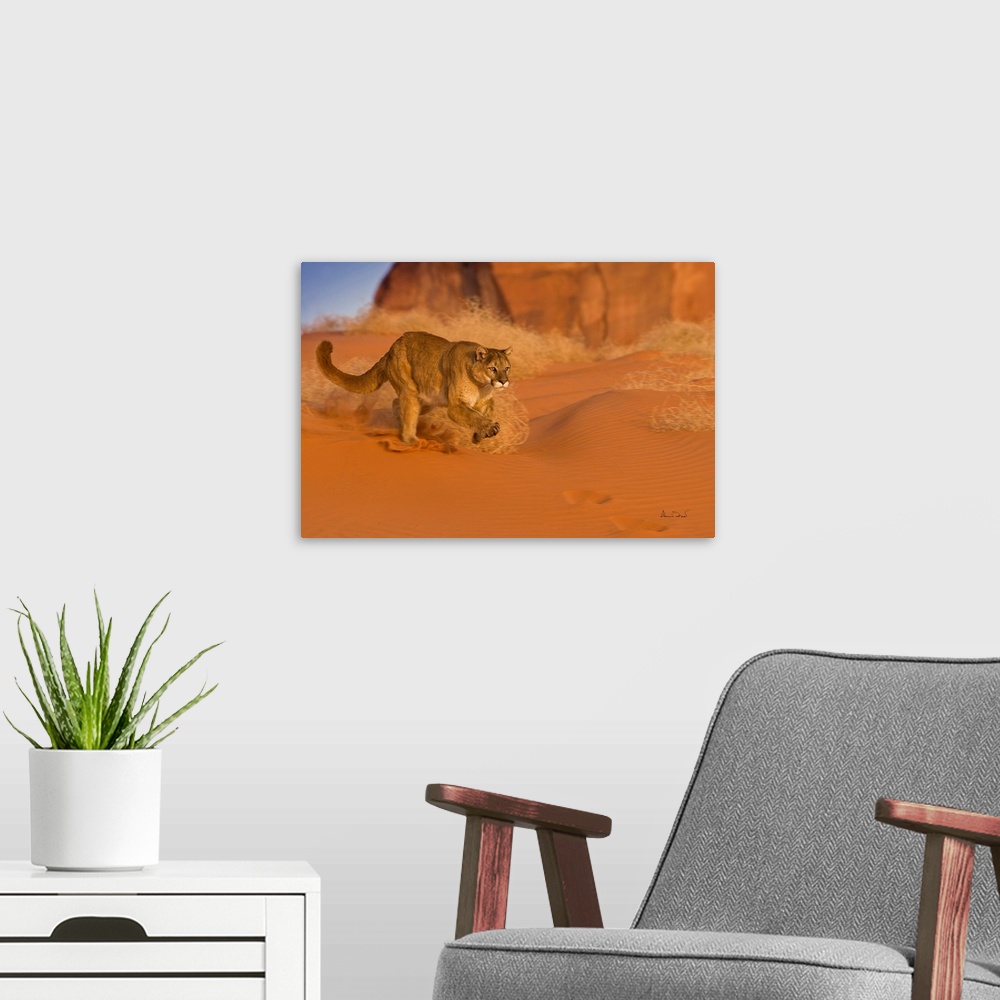 A modern room featuring Mountain Lion (Felis concolor) racing through sand in Monument Valley, Arizona, USA.