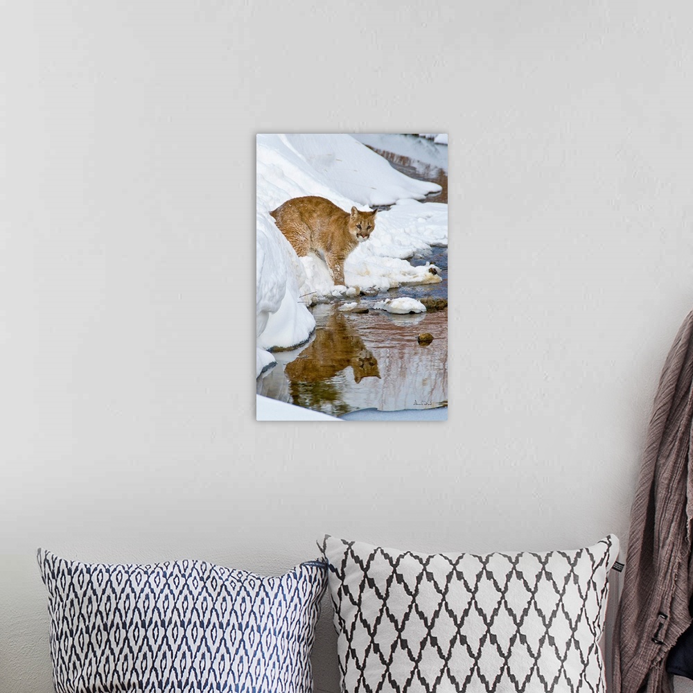 A bohemian room featuring Young Mountain Lion (Felis concolor) cub crossing a stream near Bozeman Montana, USA.