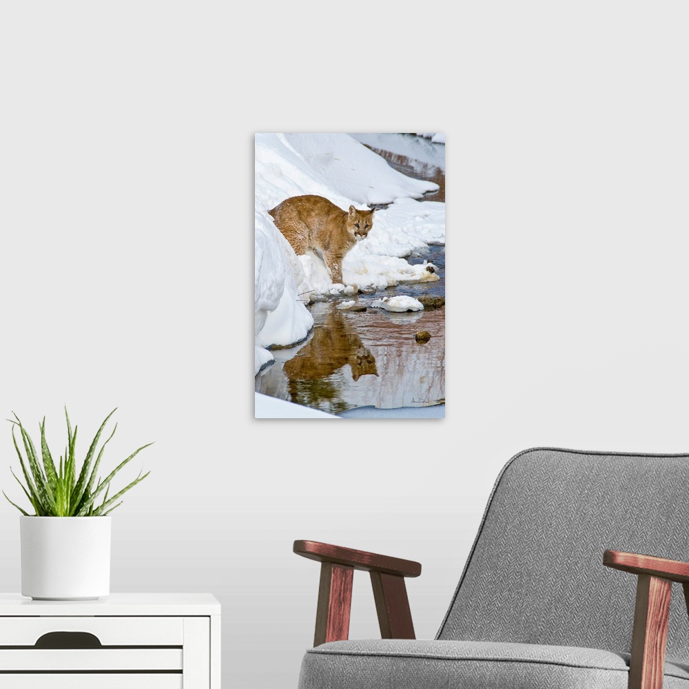 A modern room featuring Young Mountain Lion (Felis concolor) cub crossing a stream near Bozeman Montana, USA.
