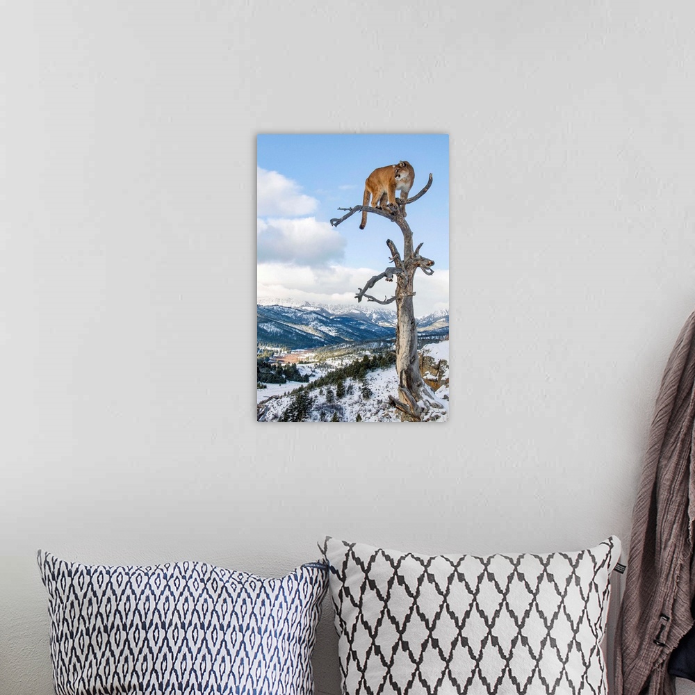 A bohemian room featuring Mountain Lion (Felis concolor) portrait in tree near Bozeman, Montana, USA.