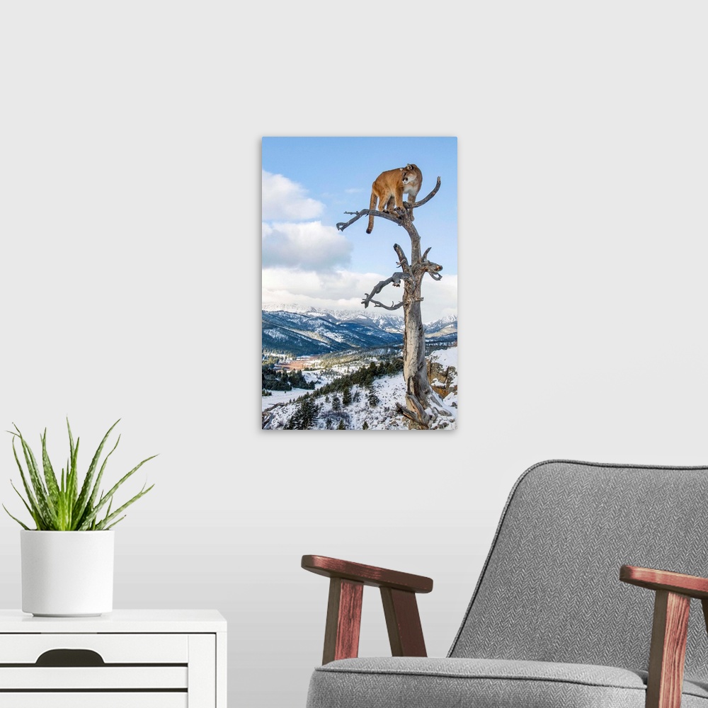 A modern room featuring Mountain Lion (Felis concolor) portrait in tree near Bozeman, Montana, USA.