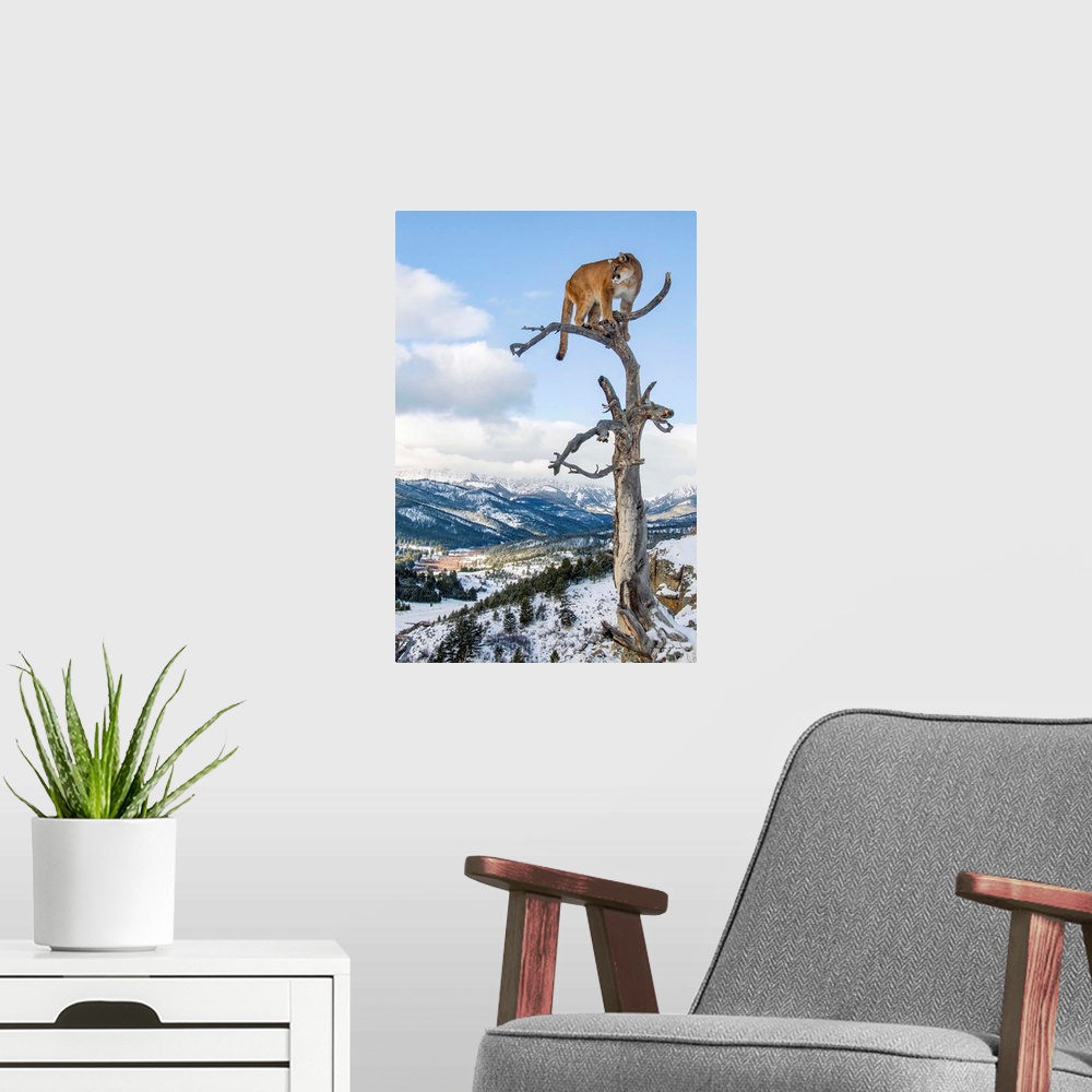 A modern room featuring Mountain Lion (Felis concolor) portrait in tree near Bozeman, Montana, USA.
