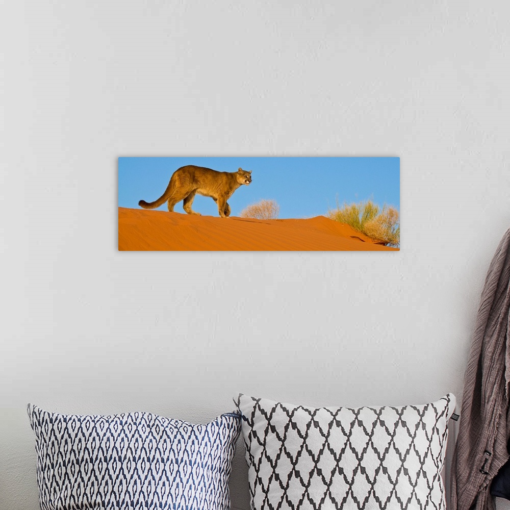 A bohemian room featuring Mountain Lion (Felis concolor) crossing sand dunes in Monument Valley, Arizona, USA.