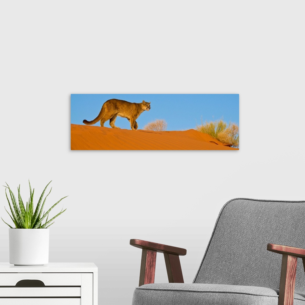 A modern room featuring Mountain Lion (Felis concolor) crossing sand dunes in Monument Valley, Arizona, USA.