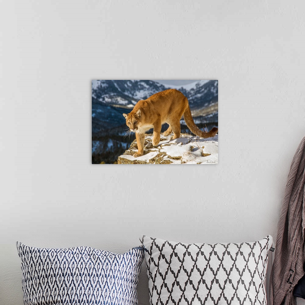 A bohemian room featuring Mountain Lion (Felis concolor) on mountain cliff near Bozeman Montana, USA.