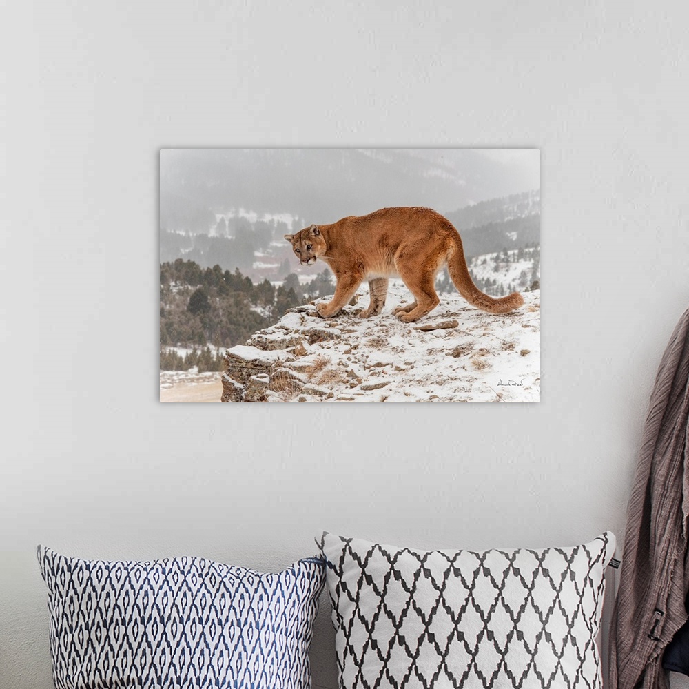 A bohemian room featuring Mountain Lion (Felis concolor) on mountain cliff near Bozeman Montana, USA.