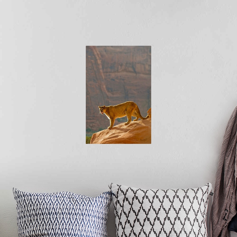 A bohemian room featuring Mountain Lion (Felis concolor) backlit in cliff setting in Monument Valley, Arizona, USA.