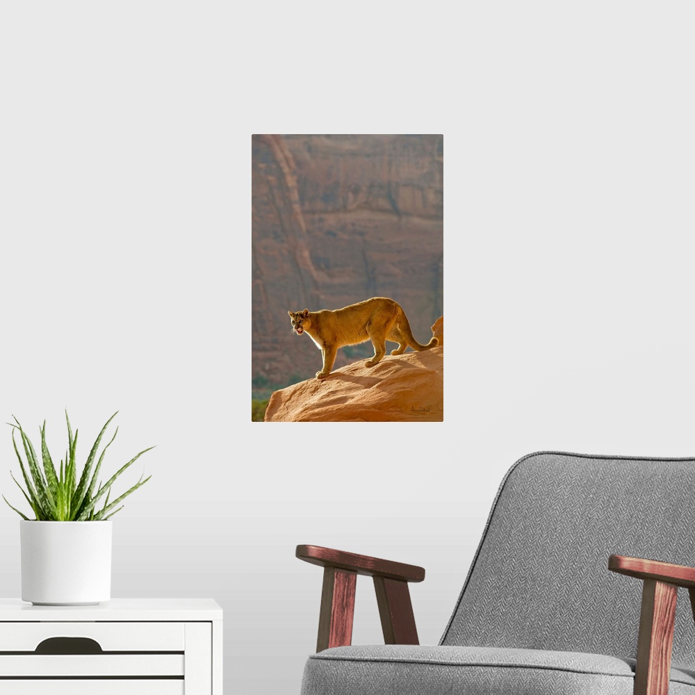 A modern room featuring Mountain Lion (Felis concolor) backlit in cliff setting in Monument Valley, Arizona, USA.
