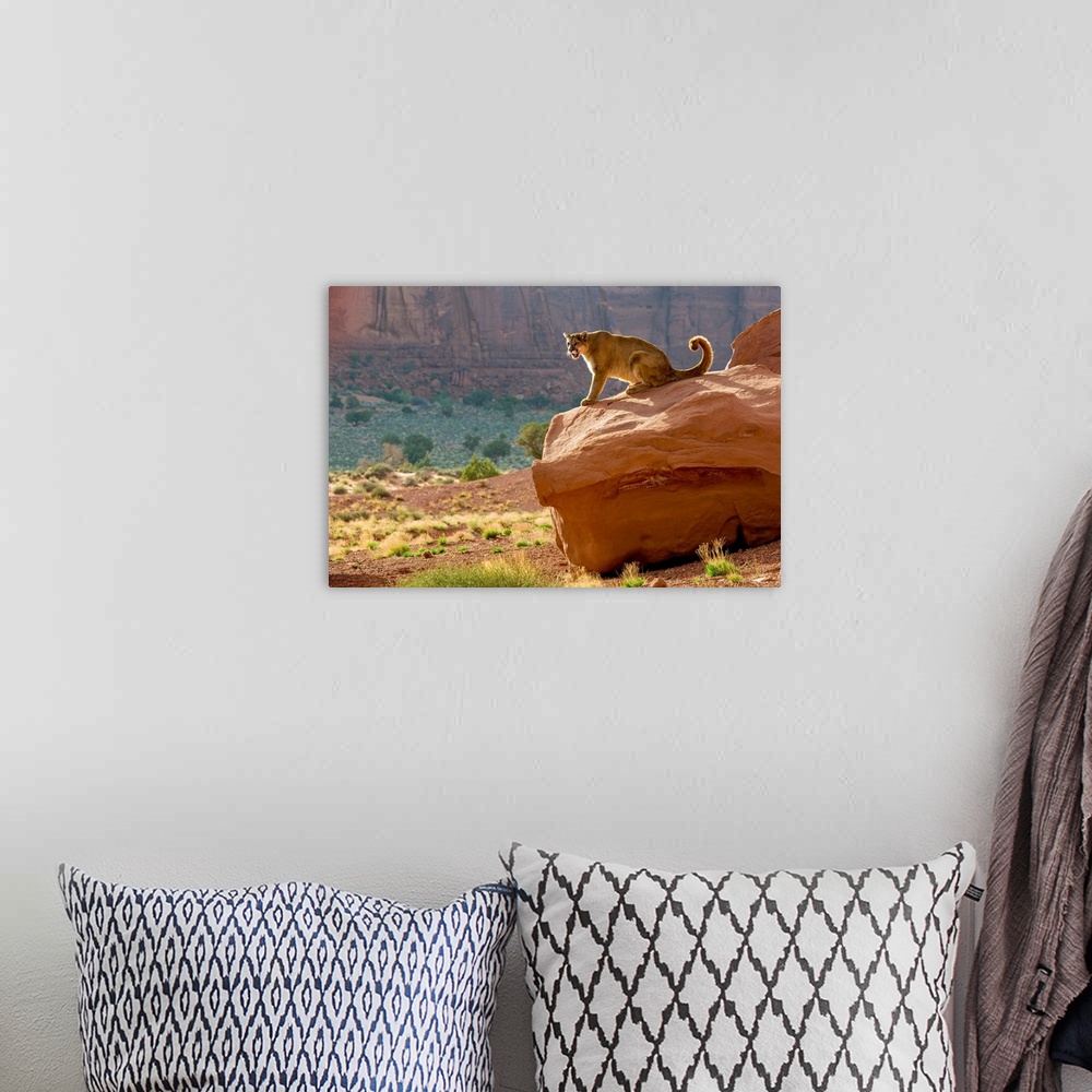 A bohemian room featuring Mountain Lion (Felis concolor) backlit in cliff setting in Monument Valley, Arizona, USA.