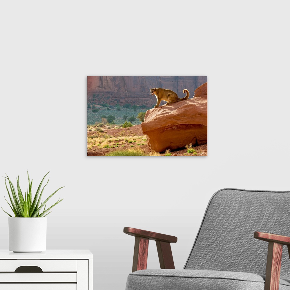 A modern room featuring Mountain Lion (Felis concolor) backlit in cliff setting in Monument Valley, Arizona, USA.