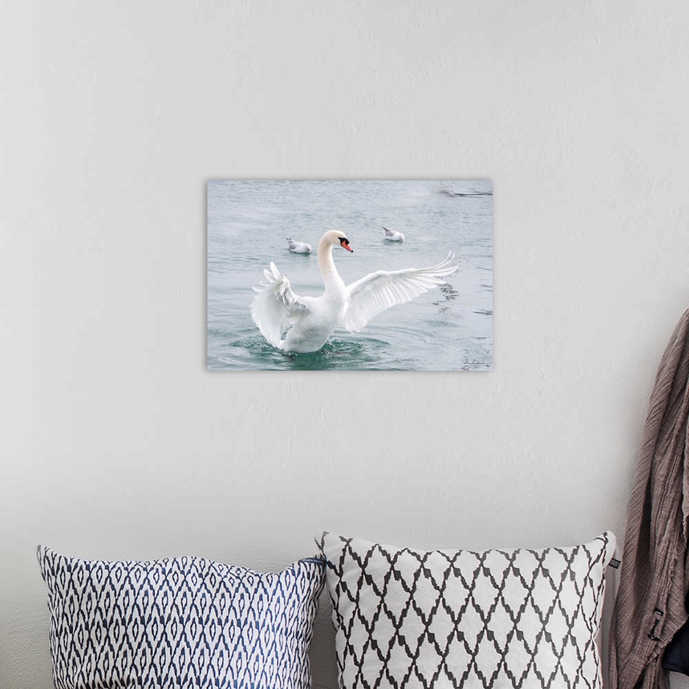 A bohemian room featuring Mute Swan (Cygnus olor) doing a wing flap display in a quiet harbor, Dalhousie Port, Ontario, Can...
