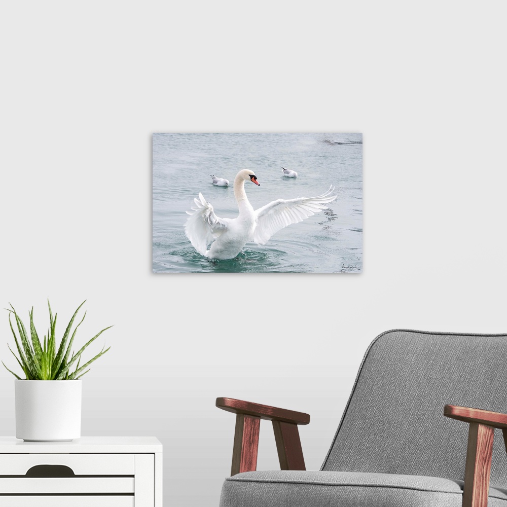 A modern room featuring Mute Swan (Cygnus olor) doing a wing flap display in a quiet harbor, Dalhousie Port, Ontario, Can...