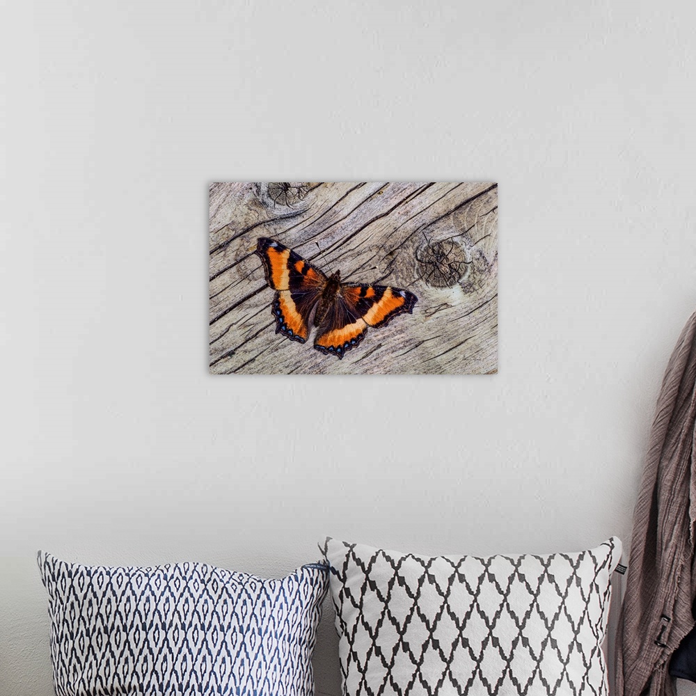 A bohemian room featuring Tortoise Shell Butterfly on weathered wood,  Kleefeld, MB, Canada.