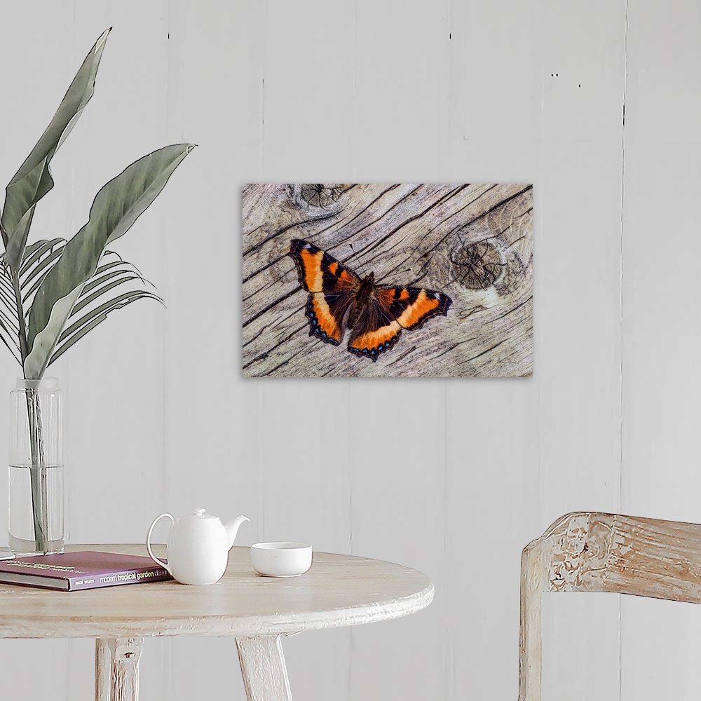 A farmhouse room featuring Tortoise Shell Butterfly on weathered wood,  Kleefeld, MB, Canada.