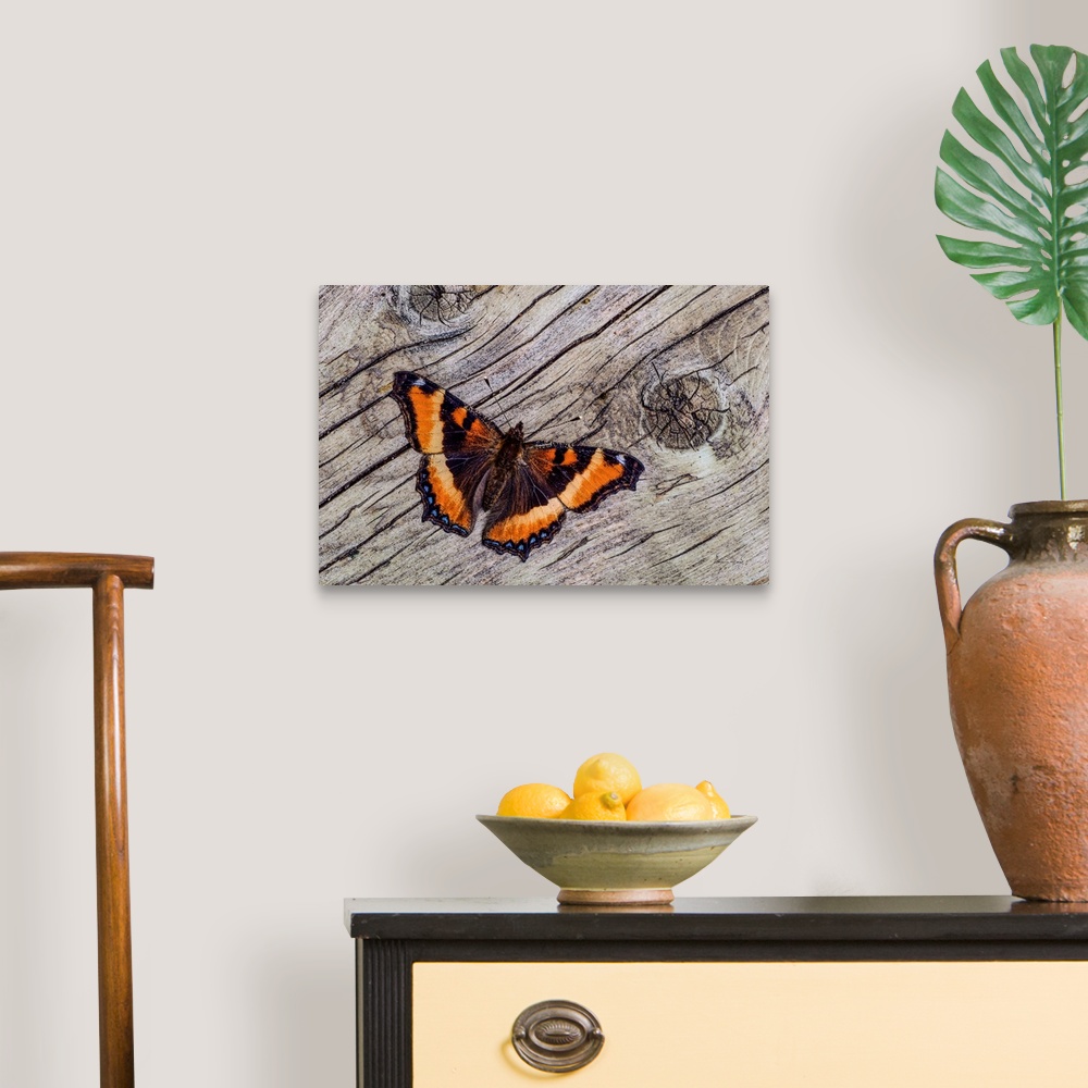 A traditional room featuring Tortoise Shell Butterfly on weathered wood,  Kleefeld, MB, Canada.