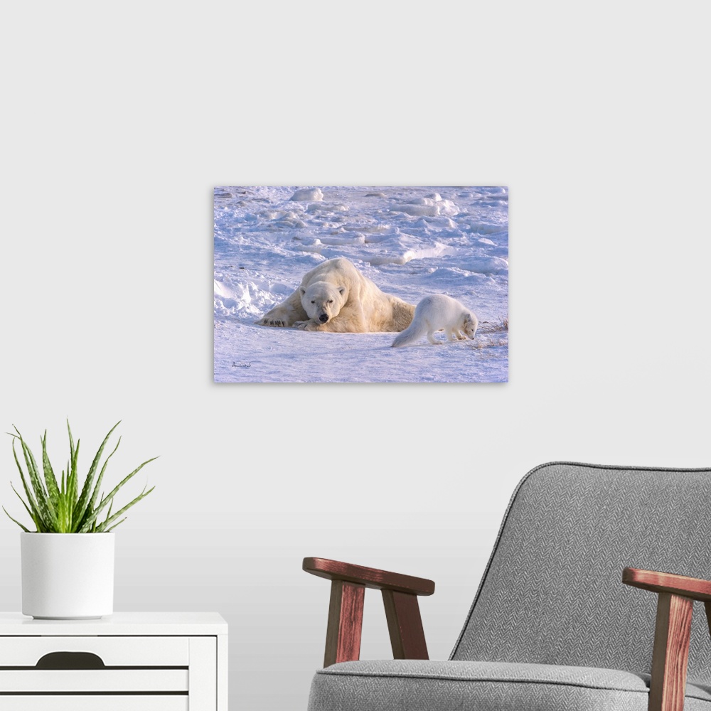A modern room featuring Arctic Fox (Vulpes lagopus) and Polar Bear (Ursus maritimus) relaxing together on Hudson Bay near...