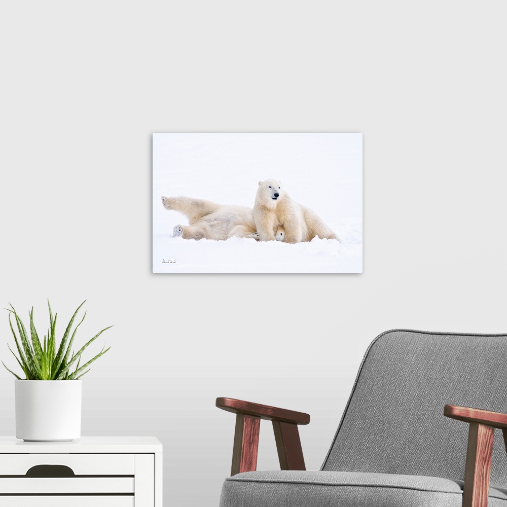 A modern room featuring Down for the count polar bears play wrestling on sub-arctic Hudson Bay ice and snow, Churchill, M...