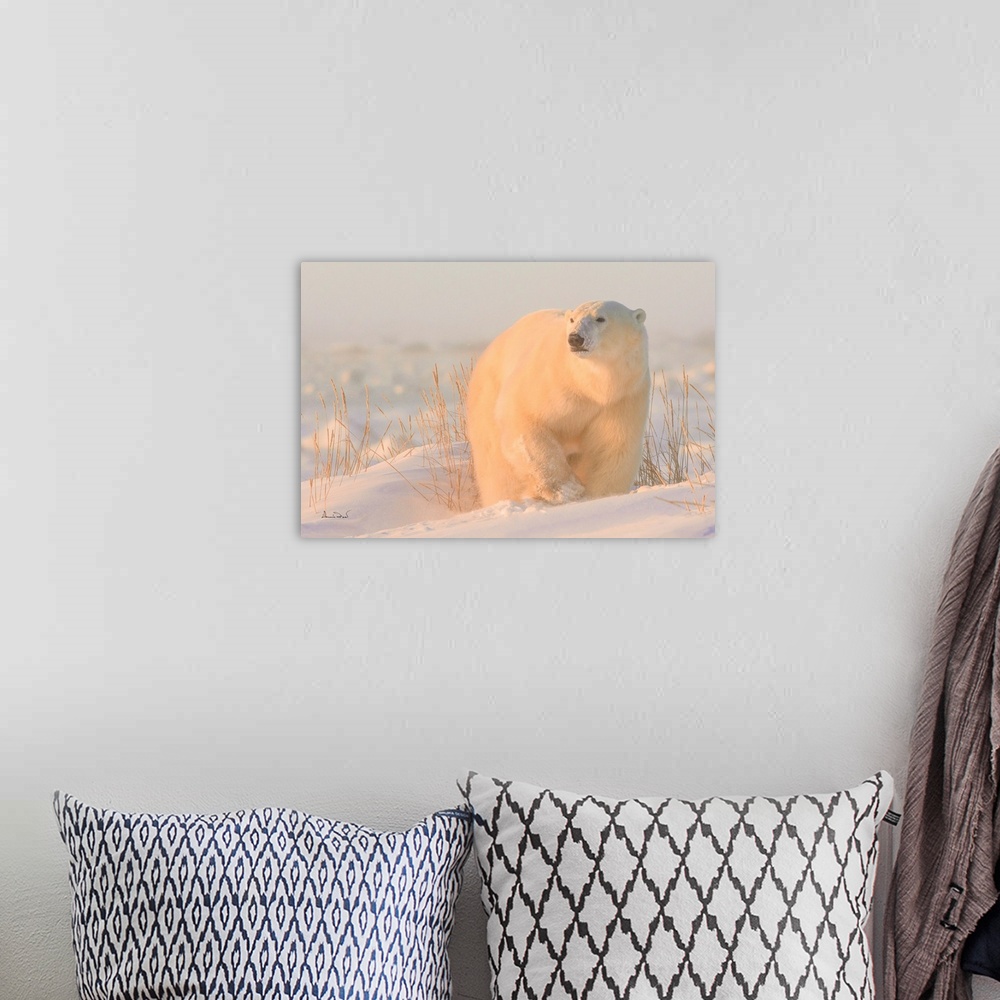 A bohemian room featuring Polar Bear on Hudson Bay Coast, Manitoba, Canada bathed in the warm light of dawn.