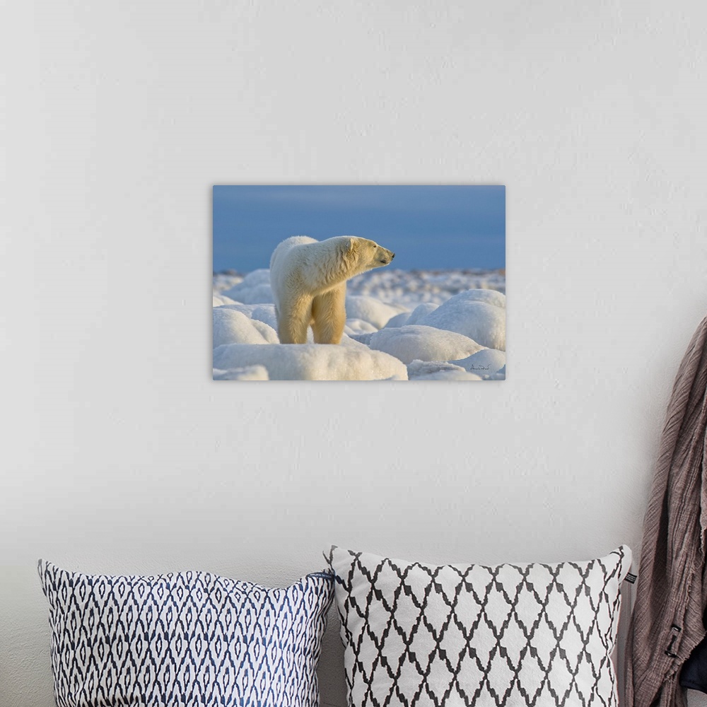 A bohemian room featuring Polar bear on Hudson Bay coast in Manitoba, Canada, in a brilliant setting of ice-covered rocks a...