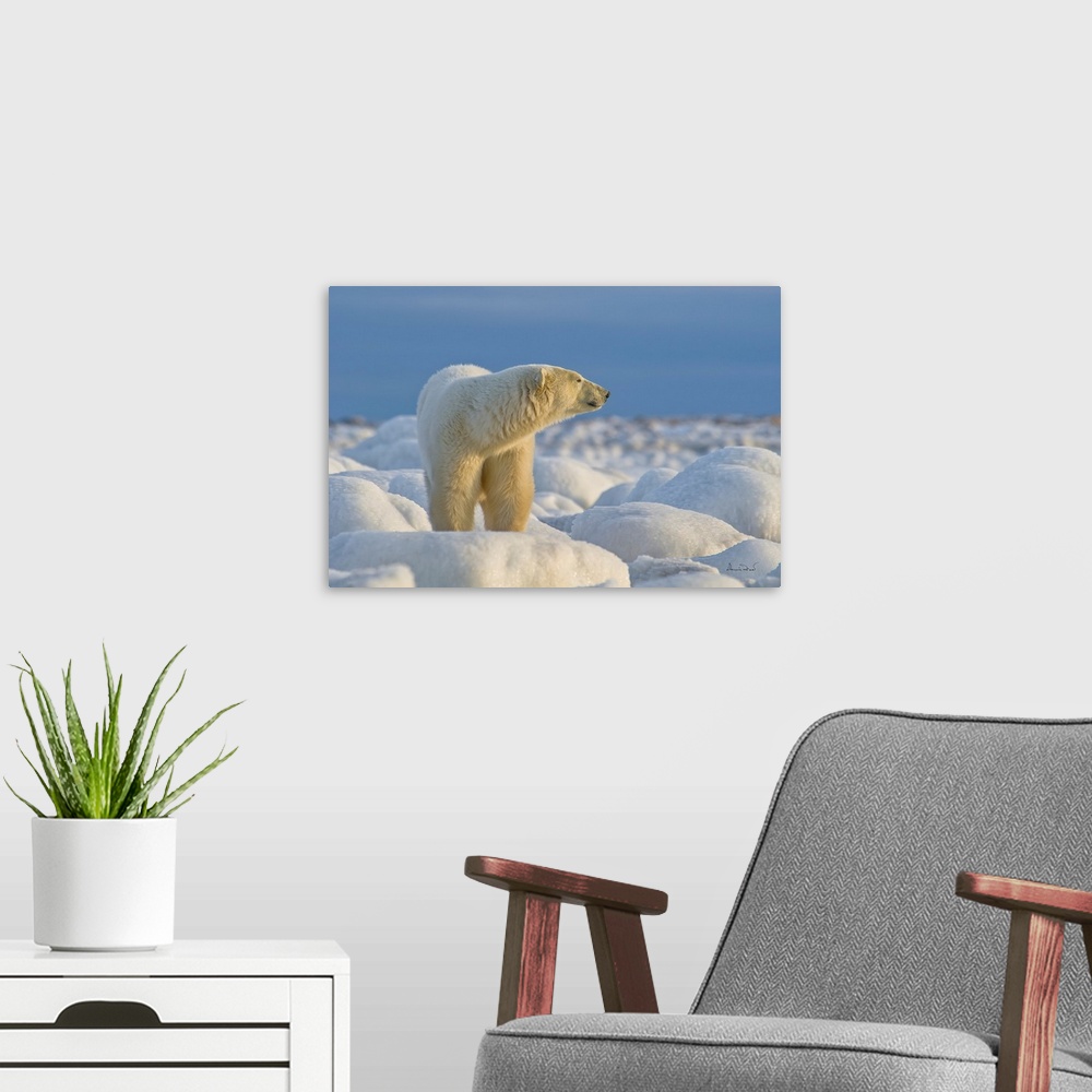 A modern room featuring Polar bear on Hudson Bay coast in Manitoba, Canada, in a brilliant setting of ice-covered rocks a...