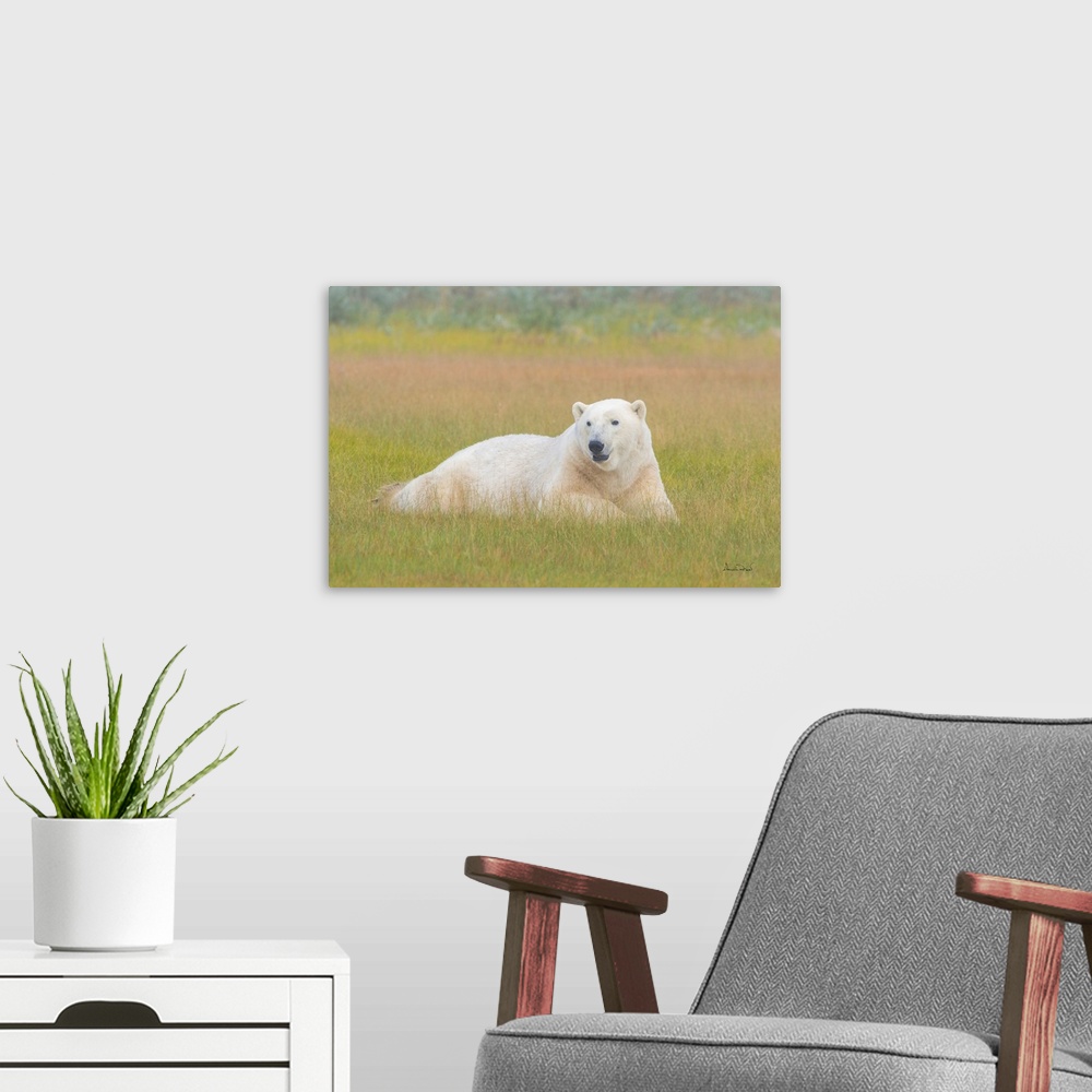 A modern room featuring Large male polar bear on Hudson Bay coast in Manitoba, Canada stretching out and relaxing in a fo...