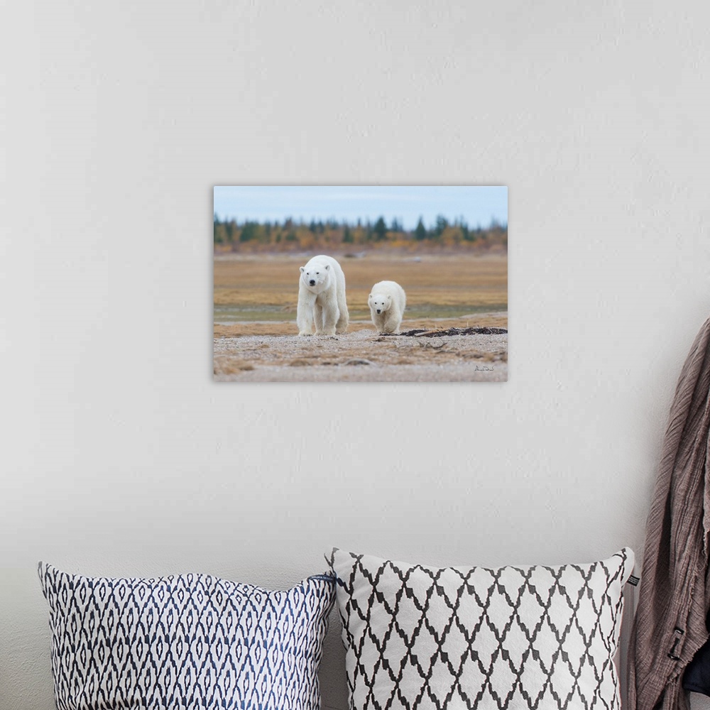 A bohemian room featuring Polar Bear (Ursus maritimus) mother and cub near the  Hudson Bay Coast, Manitoba, Canada, approac...