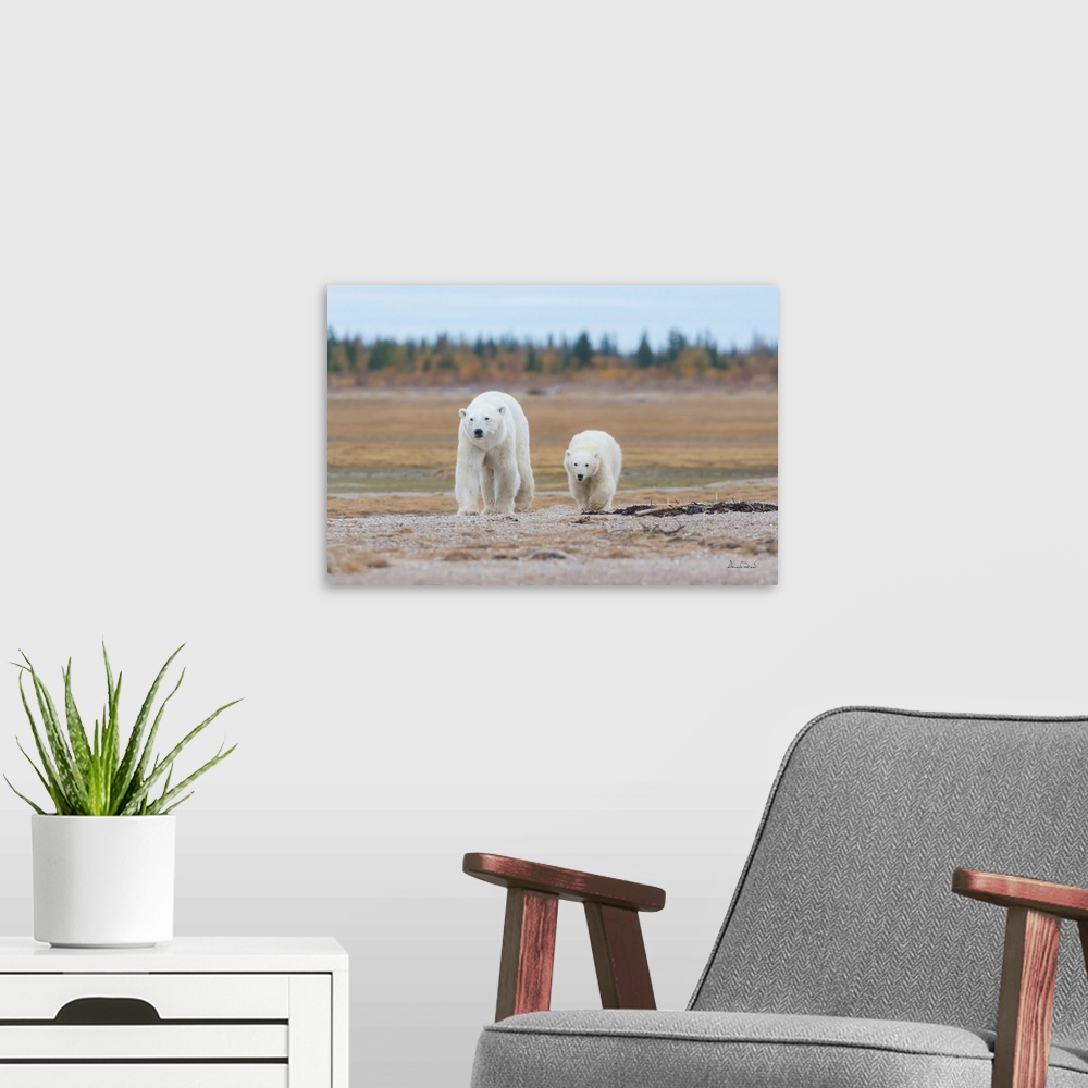 A modern room featuring Polar Bear (Ursus maritimus) mother and cub near the  Hudson Bay Coast, Manitoba, Canada, approac...
