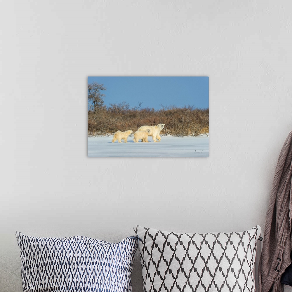 A bohemian room featuring Polar bear mother and cub exploring a tundra lake while waiting for sea ice to form on Hudson Bay...