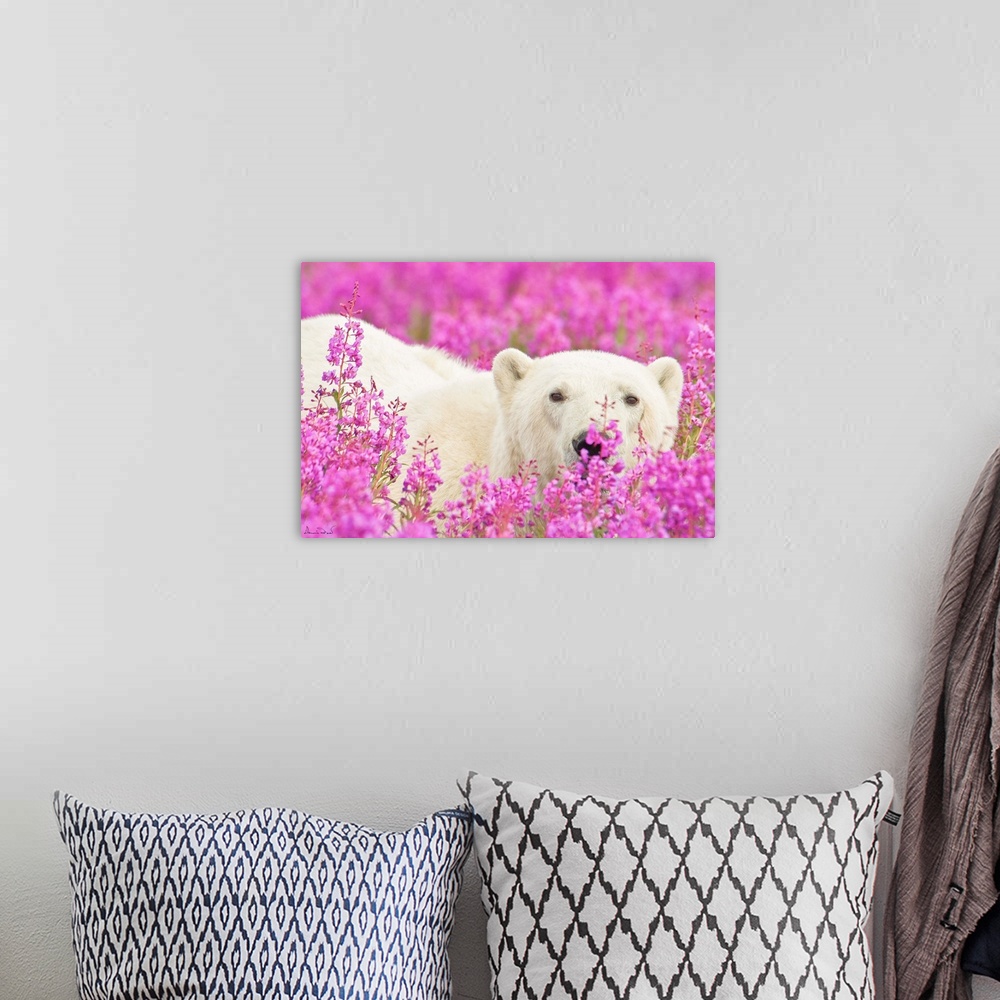 A bohemian room featuring Polar Bear trying to hide in a field of pink fireweed on an island off the sub-Arctic coast of Hu...