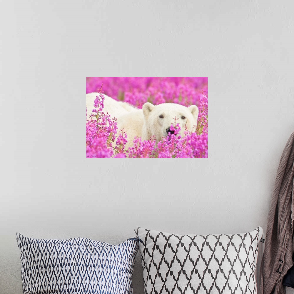 A bohemian room featuring Polar Bear trying to hide in a field of pink fireweed on an island off the sub-Arctic coast of Hu...
