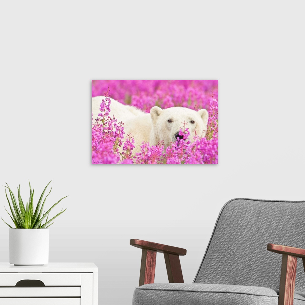A modern room featuring Polar Bear trying to hide in a field of pink fireweed on an island off the sub-Arctic coast of Hu...