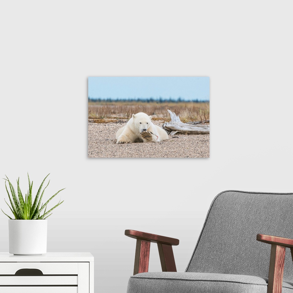 A modern room featuring Polar Bear (Ursa maritimus) playing with a goose feather on sub-arctic Hudson Bay , Nsnuk Lodge, ...