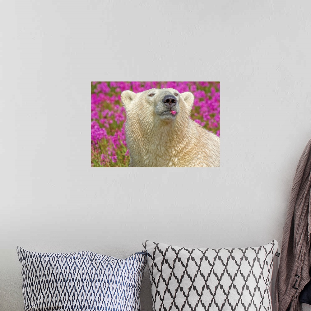 A bohemian room featuring Polar bear in fireweed playfully chewing on a flower petal on an island off the sub-Arctic coast ...